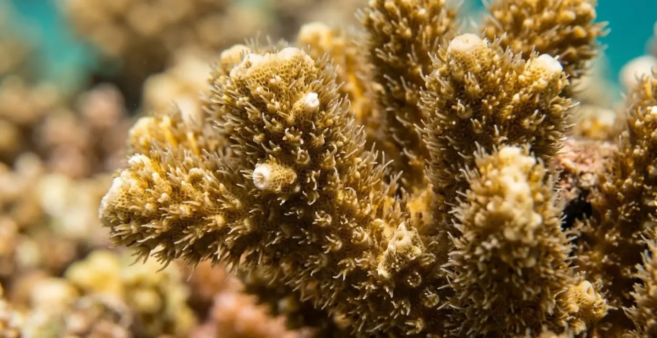 Gros plan macro sur corail de feu avec ses structures urticantes visibles