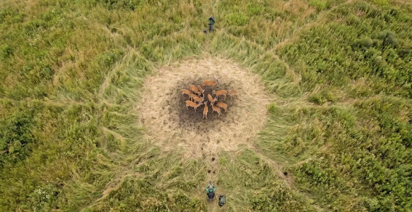 Vue aérienne montrant les zones de fuite et de charge autour d'un groupe de cerfs dans une prairie